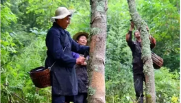 中国特产：世界涂料之王！价格极其昂贵！